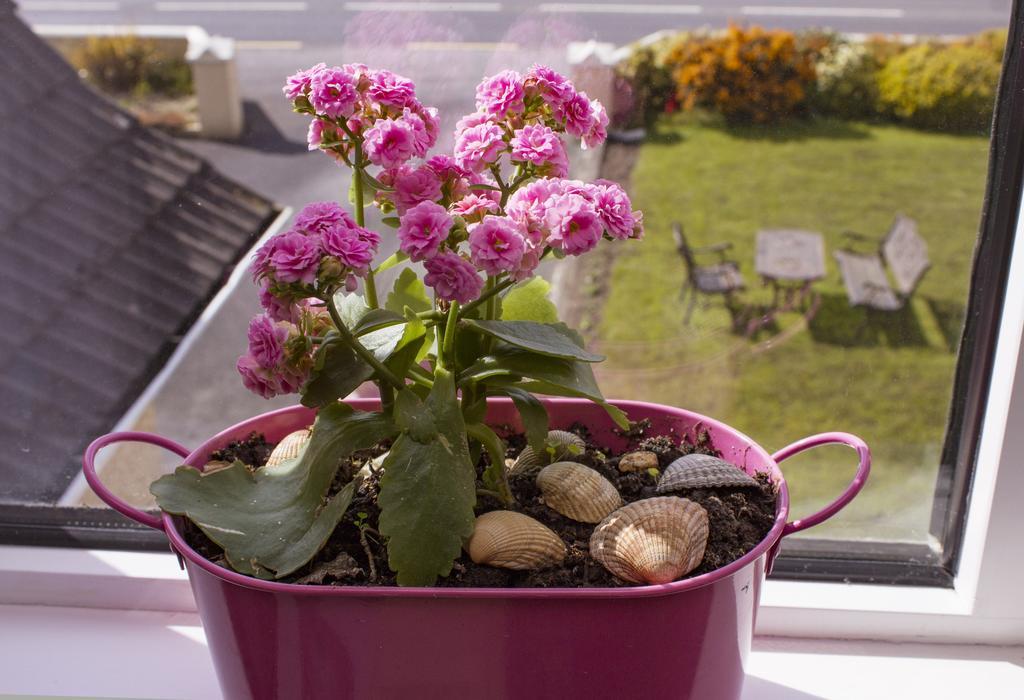 Eagle Heights Bed & Breakfast Enniscrone Eksteriør bilde
